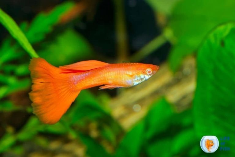 Do Guppies Eat Plants And Algae? Important Insight Into Guppy Feeding