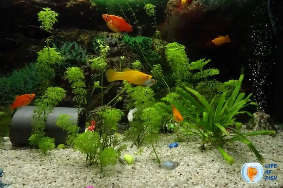 aquarium plant