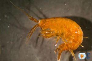 What Eats Amphipods? 4 Best Methods To Get Rid Of Amphipods