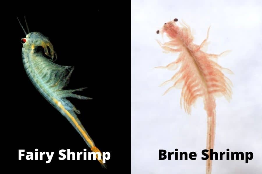 Fairy Shrimp Vs. Brine Shrimp