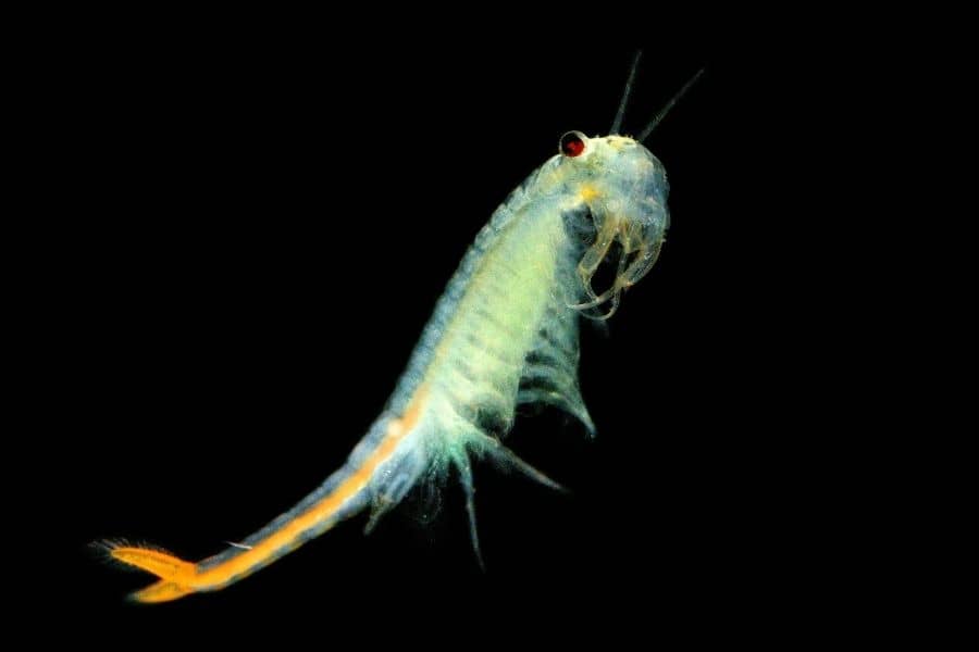 Fairy Shrimp