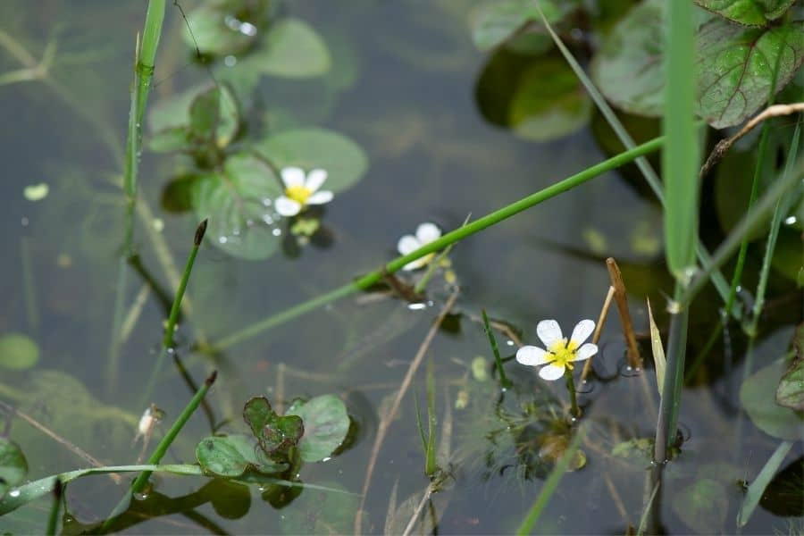 Frogbit