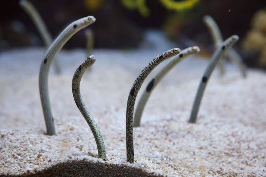 Garden Eel group