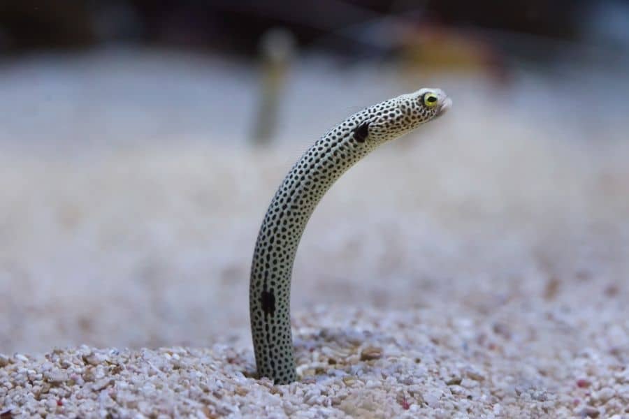 Garden Eel on sand