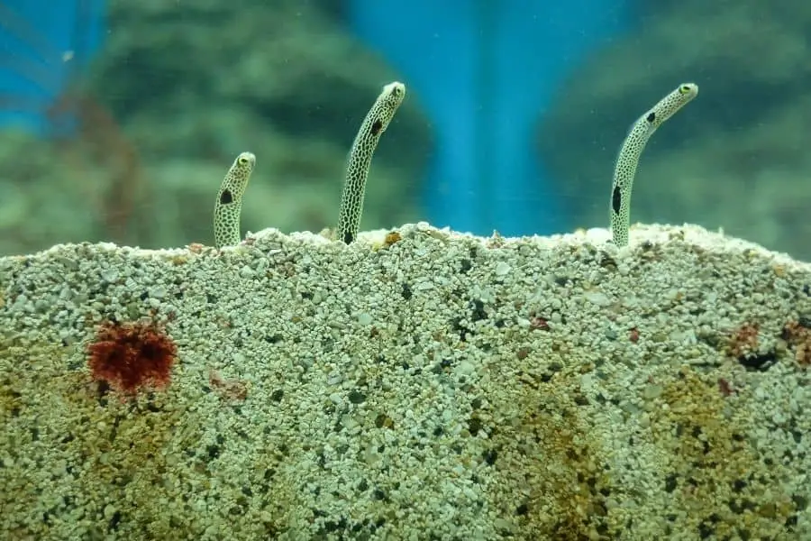 Eel on tank