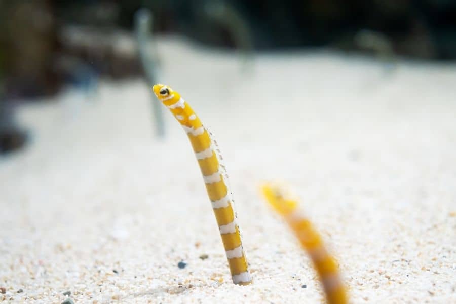 Garden Eel