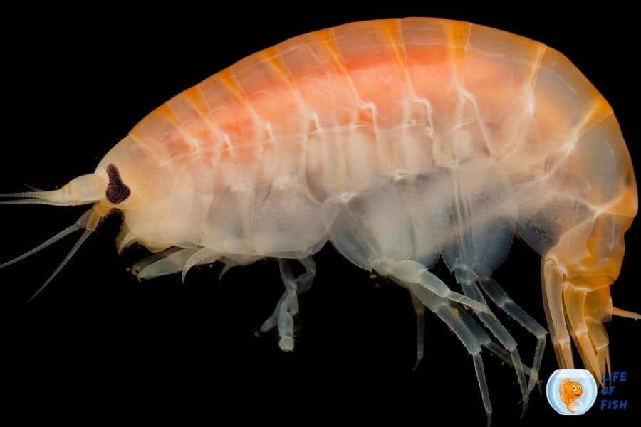 Get rid of Amphipods