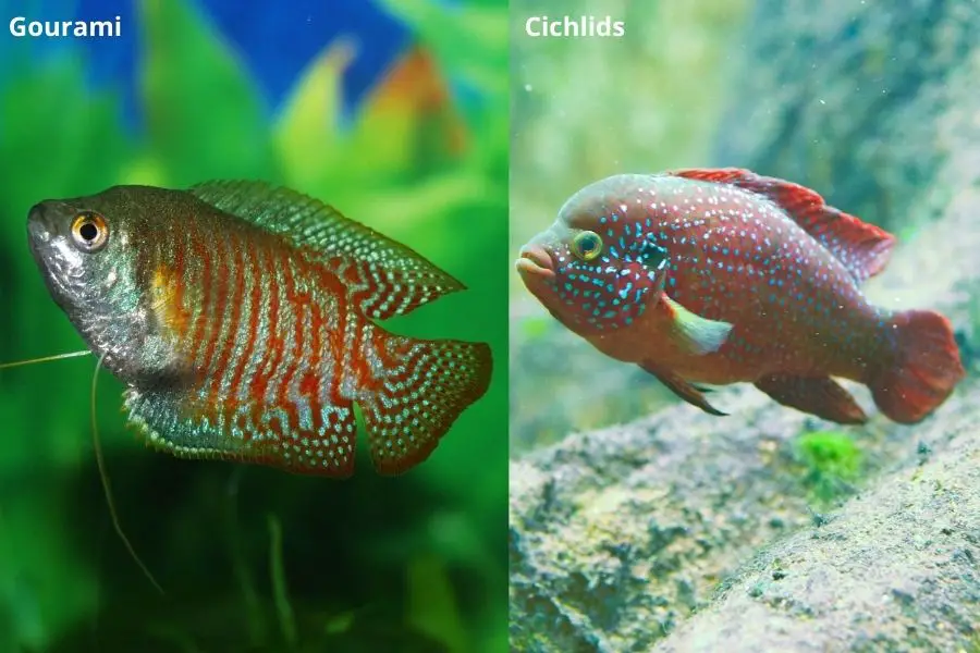 Gourami and Cichlids