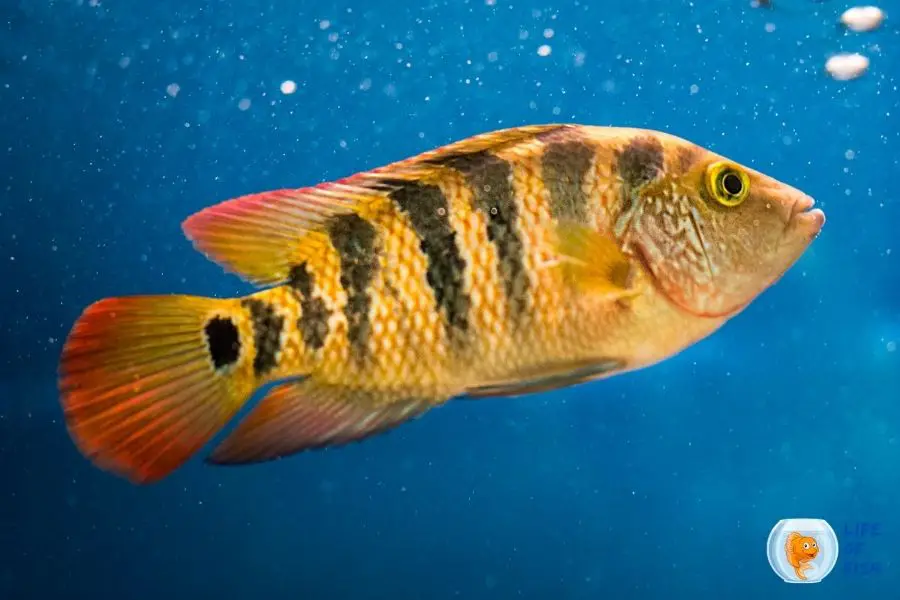 Cichlid