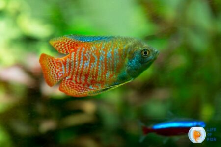 Are Gourami Aggressive: Causes, Prevention, and How to Curb Bullying