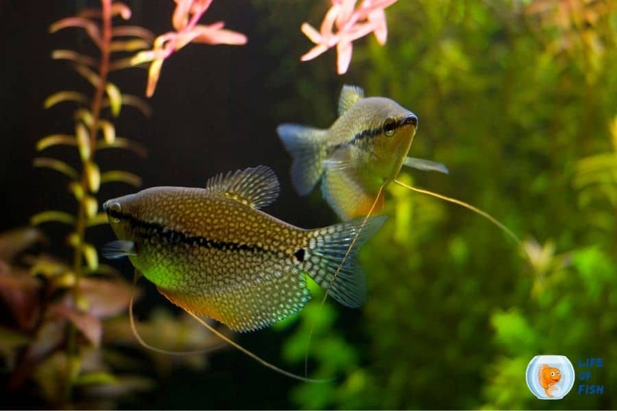 Gourami tank mates