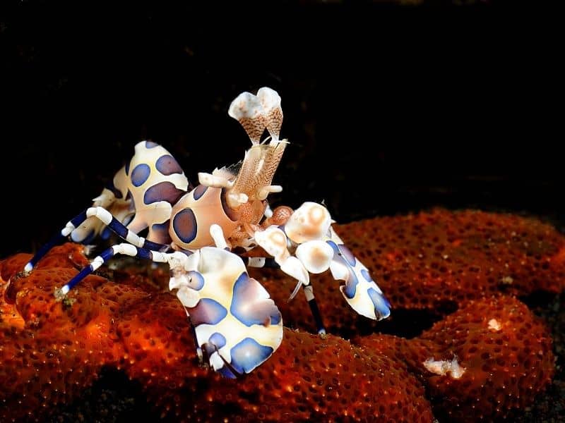 Harlequin shrimp.