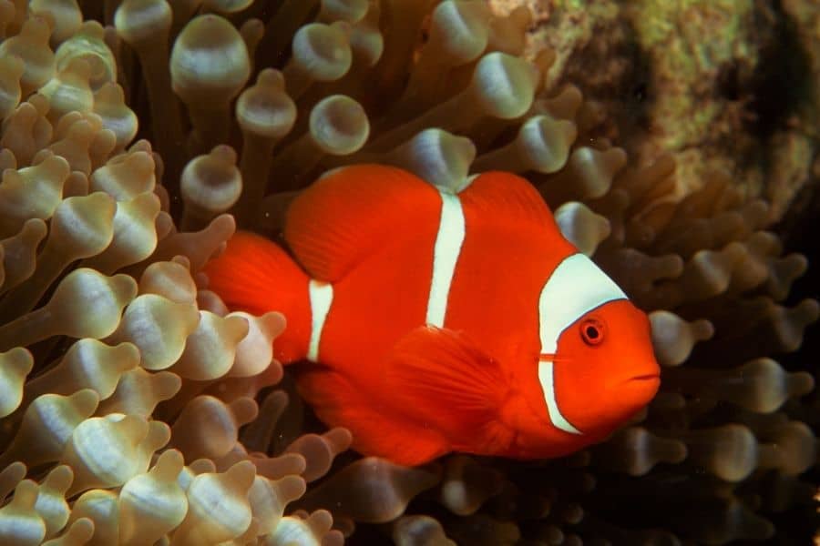 How Big Do Clownfish Get size