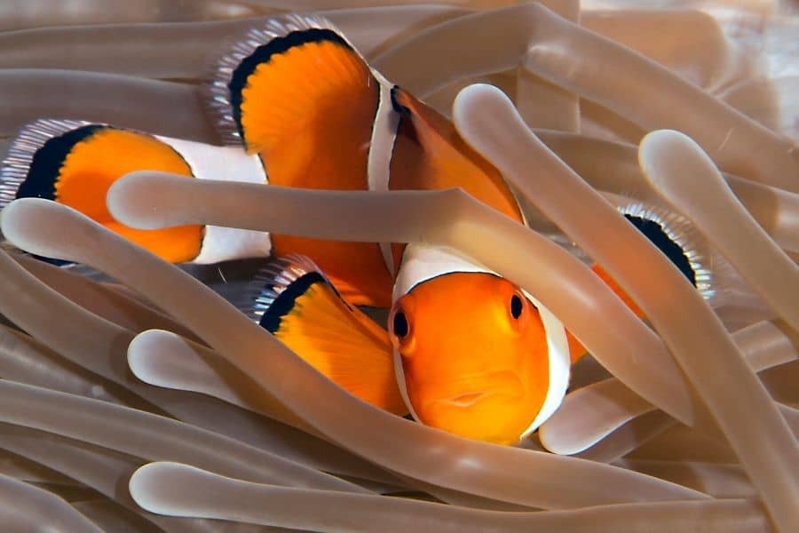 How Big Do Clownfish Get