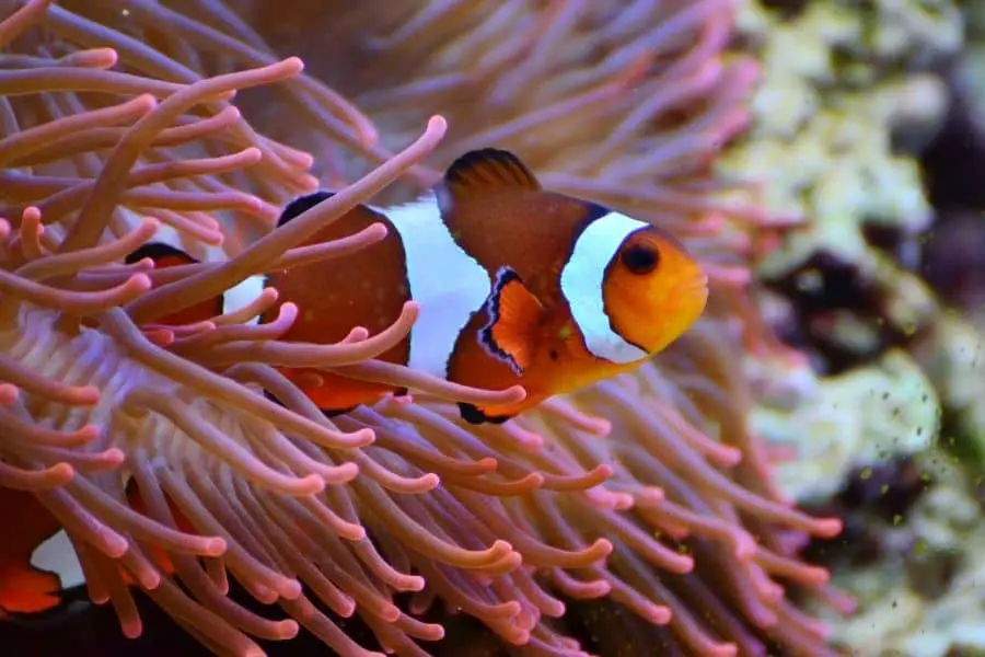 How Much Do Clownfish Cost Must Know Things