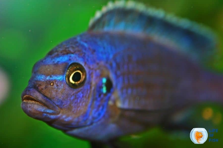 how-often-to-feed-cichlids-with-a-feeding-shedule