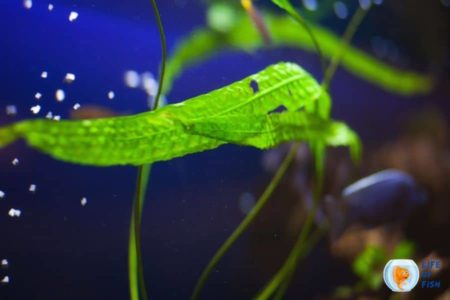 How To Clean Aquarium Plants With Hydrogen Peroxide?