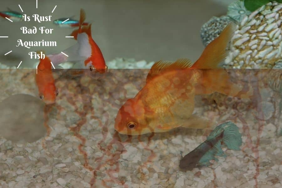 Is Rust Bad For Aquarium Fish