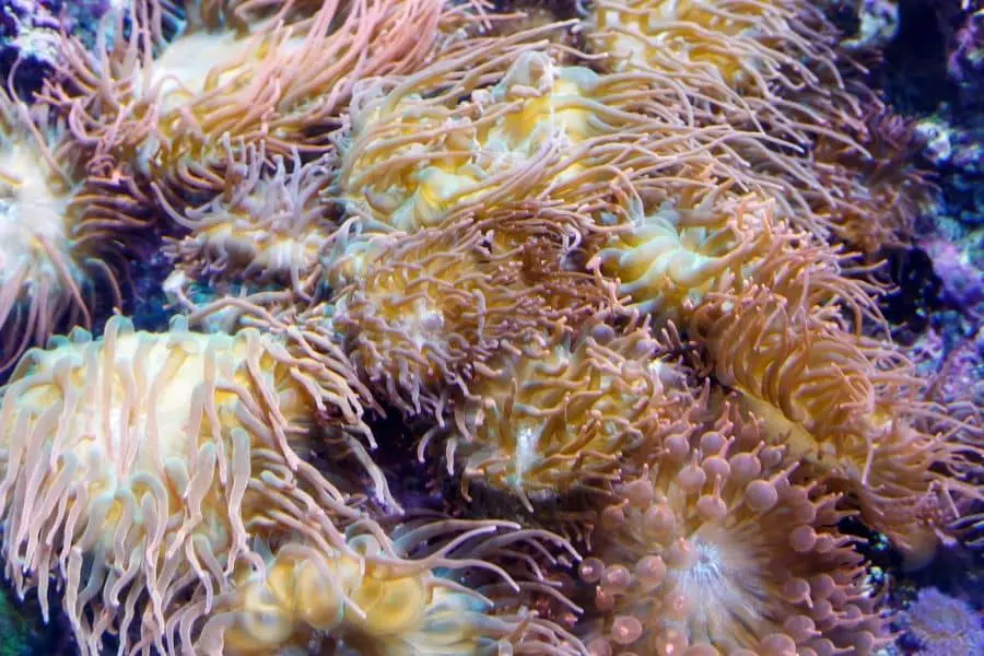 Long Tentacle Anemone care