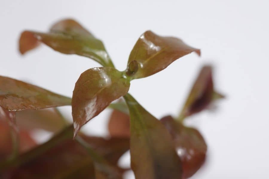 Ludwigia repens neon tetras eats