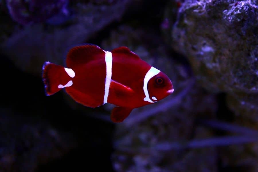 maroon clownfish