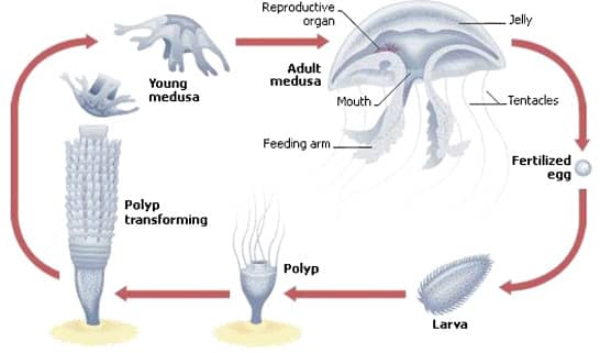 Moon Jellyfish Breeding Lifecycle