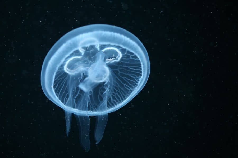 Moon-Jellyfish-Eat