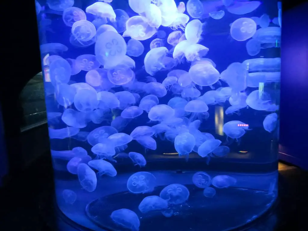 Moon Jellyfish TANK