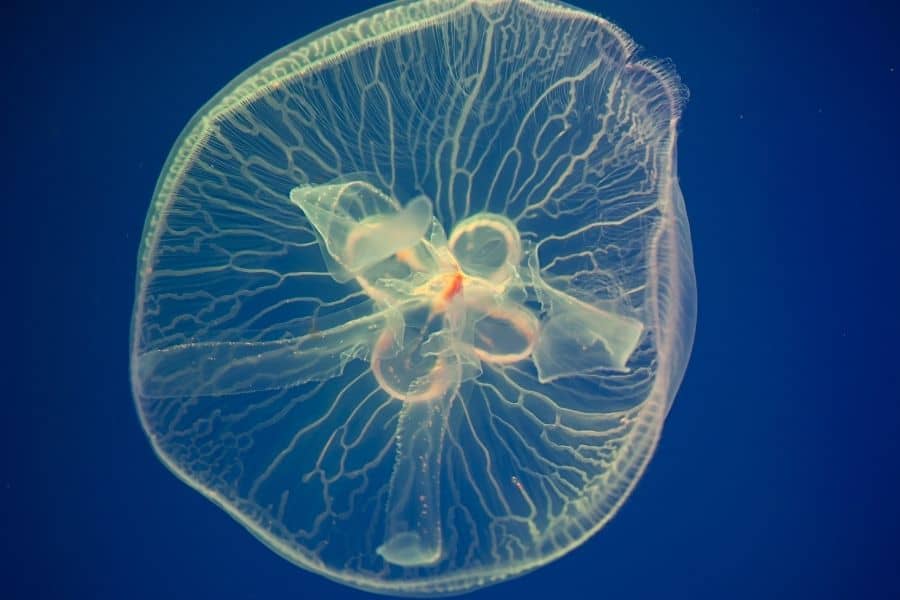Moon Jellyfish feeding