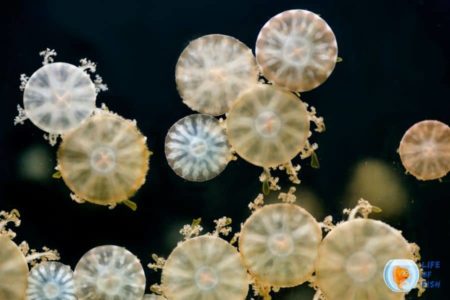 Moon Jellyfish Breeding | Exotic Pets| Everything To Know |
