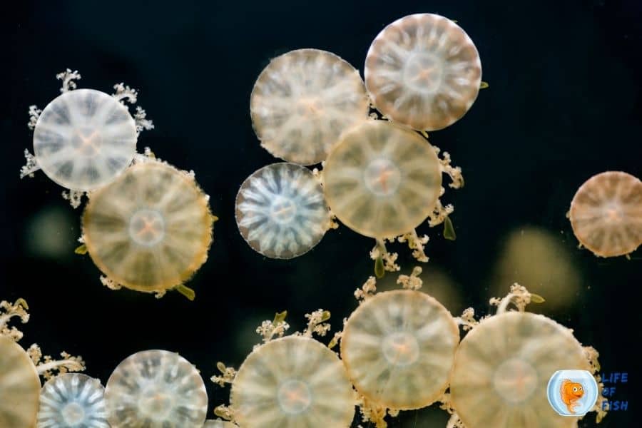 Moon Jellyfish polyps