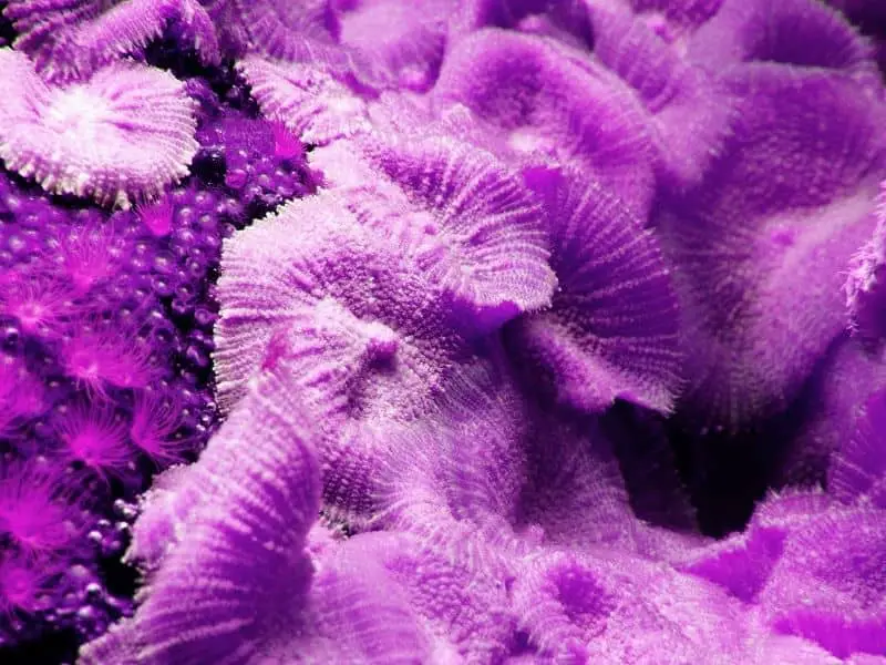 Mushrooms corallimorphs