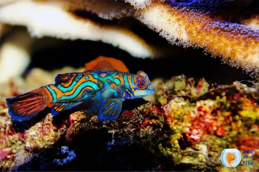 Mandarin gobies