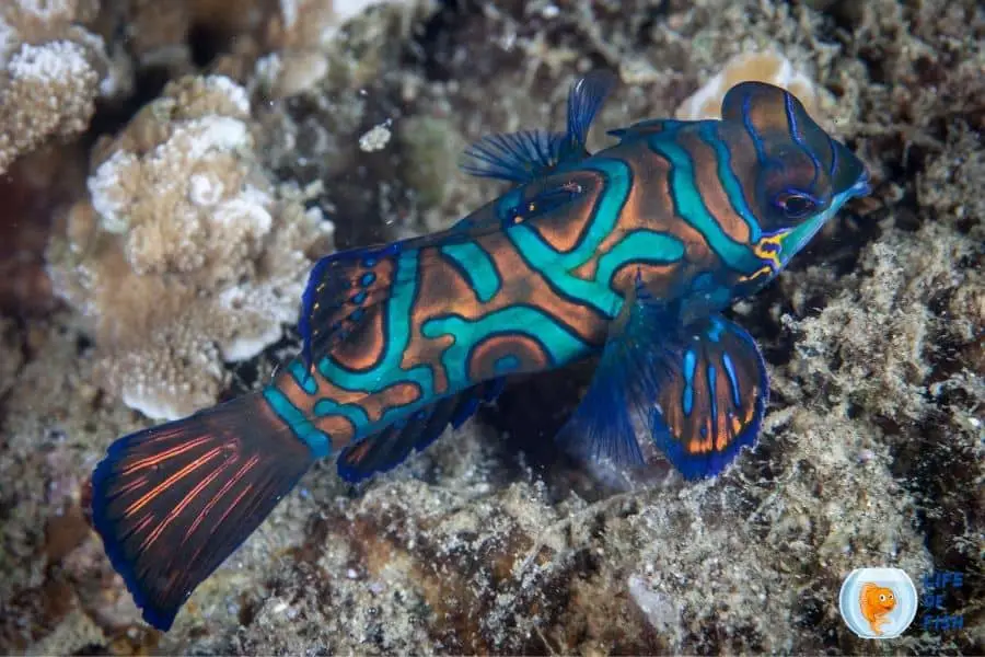 Mandarin gobies