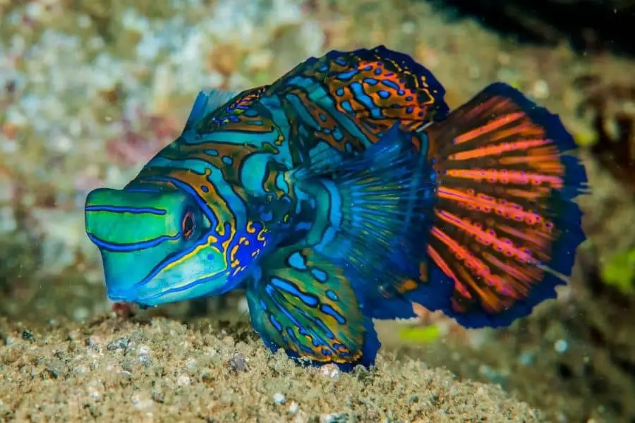 Mandarin gobies