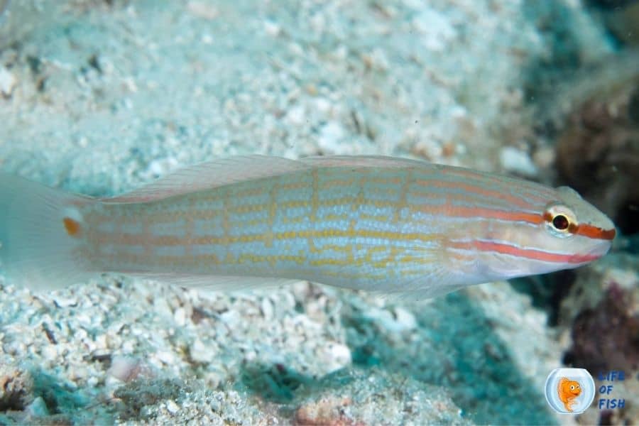 Orange Marked Goby