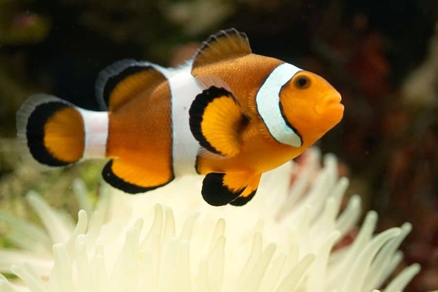 Percula Complex Clownfish