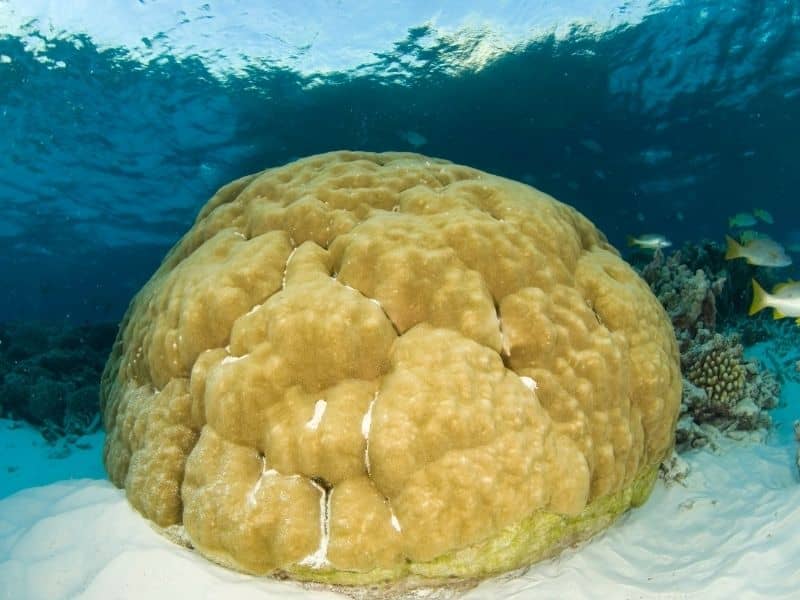 Bare Bottom Reef Tank