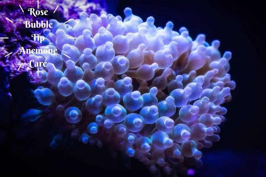 Rose Bubble Tip Anemone Care