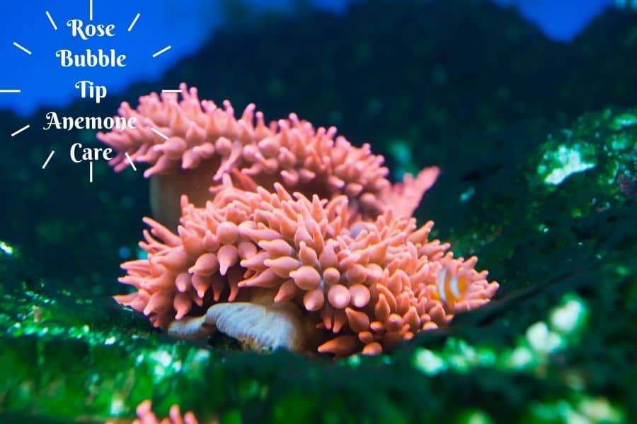 Rose Bubble Tip Anemone look