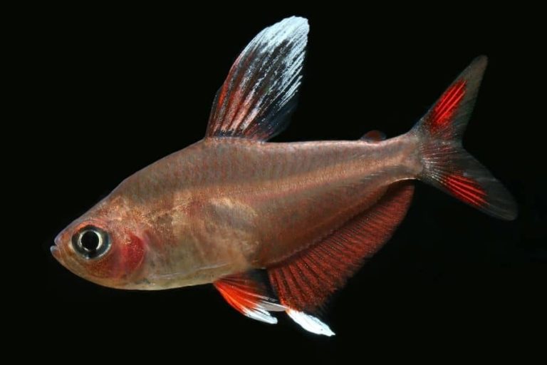 Rosy Tetra Care Hyphessobrycon rosaceus Best Care Guide