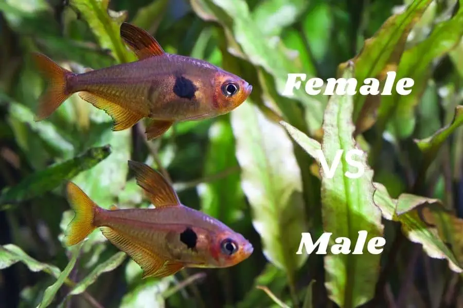 Rosy Tetra male vs female