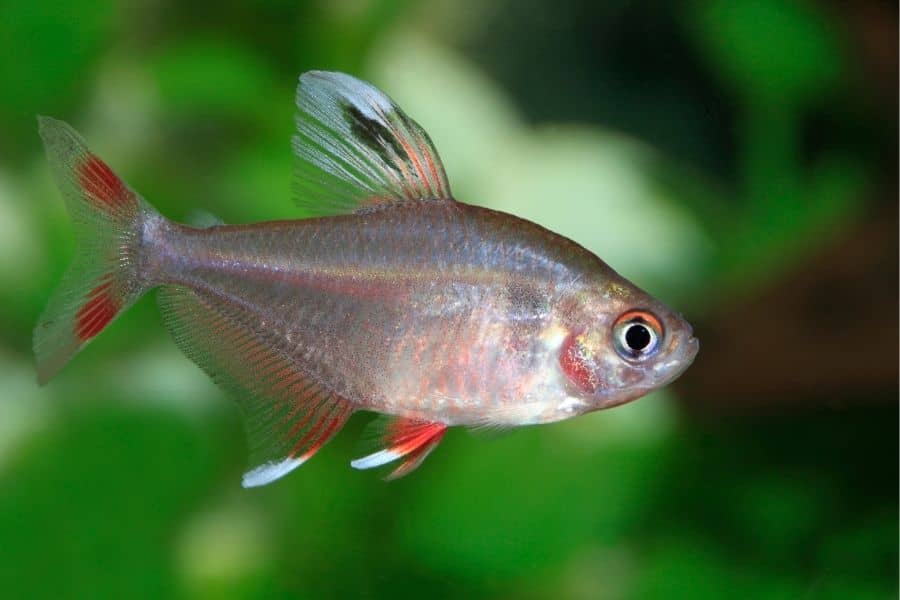 Rosy Tetra