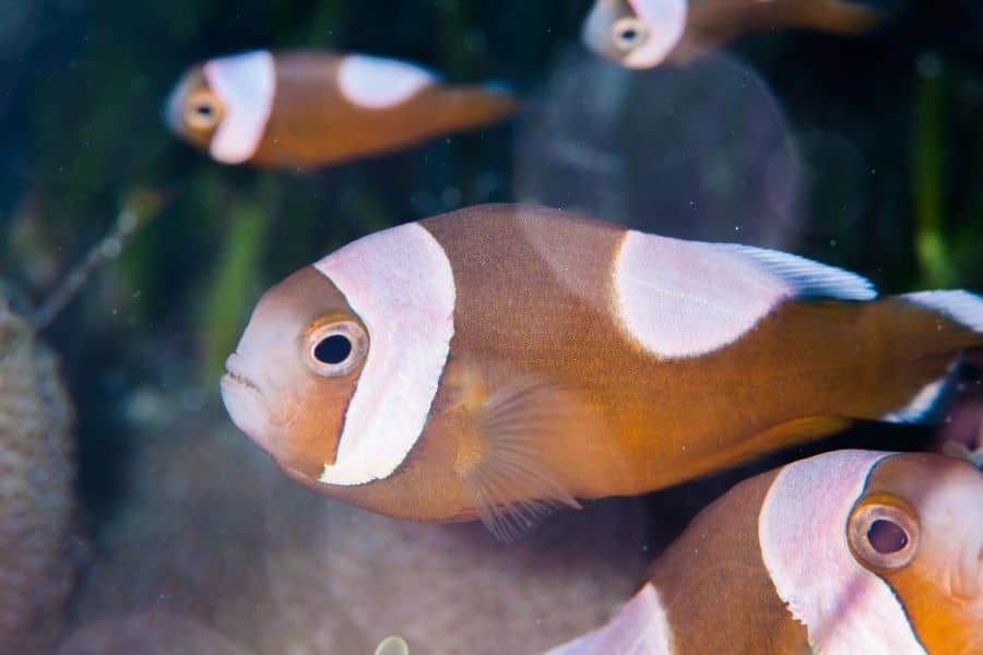 How Much Do Clownfish Cost By Type? Must Know Things