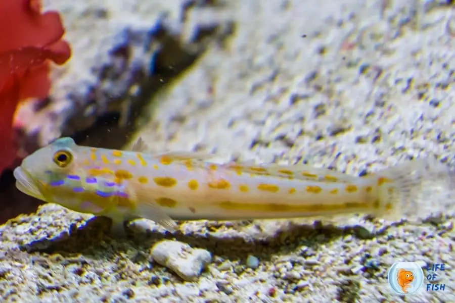 Sand Sifting Goby care