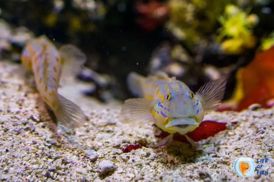 Sand Sifting Goby look