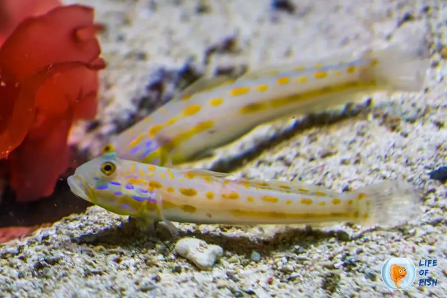 Sand Sifting Goby
