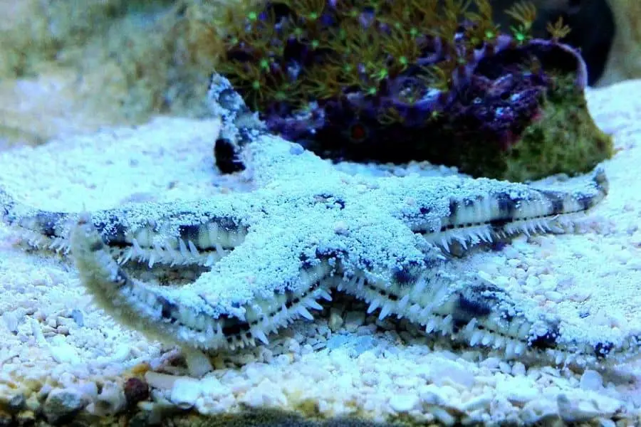 Sand sifting starfish at work