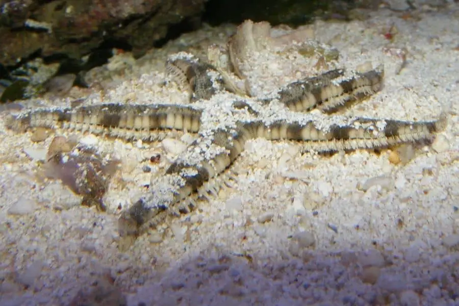 Sand sifting starfish under sand