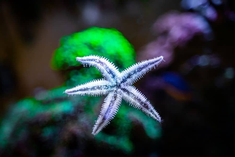 Sand sifting starfish